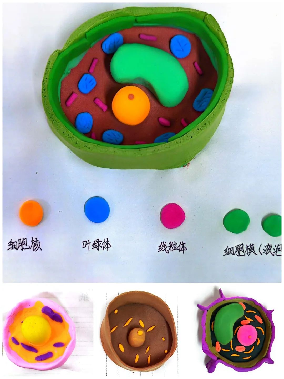 【立小 • 教学】以细胞之微 展生命之美|六年级生命教育项目式主题展