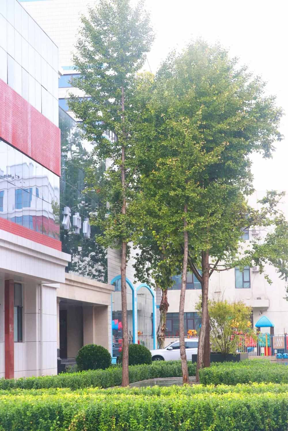 雨中秋色，私立一中美成一幅画！