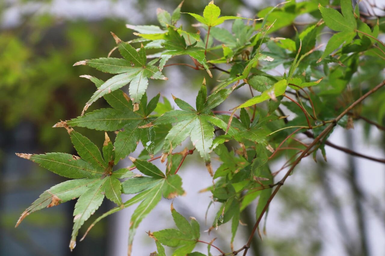 雨中秋色，私立一中美成一幅画！