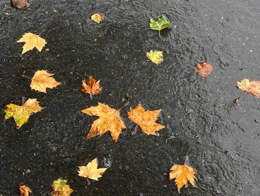 雨中秋色，私立一中美成一幅画！
