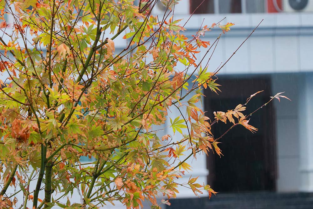 雨中秋色，私立一中美成一幅画！