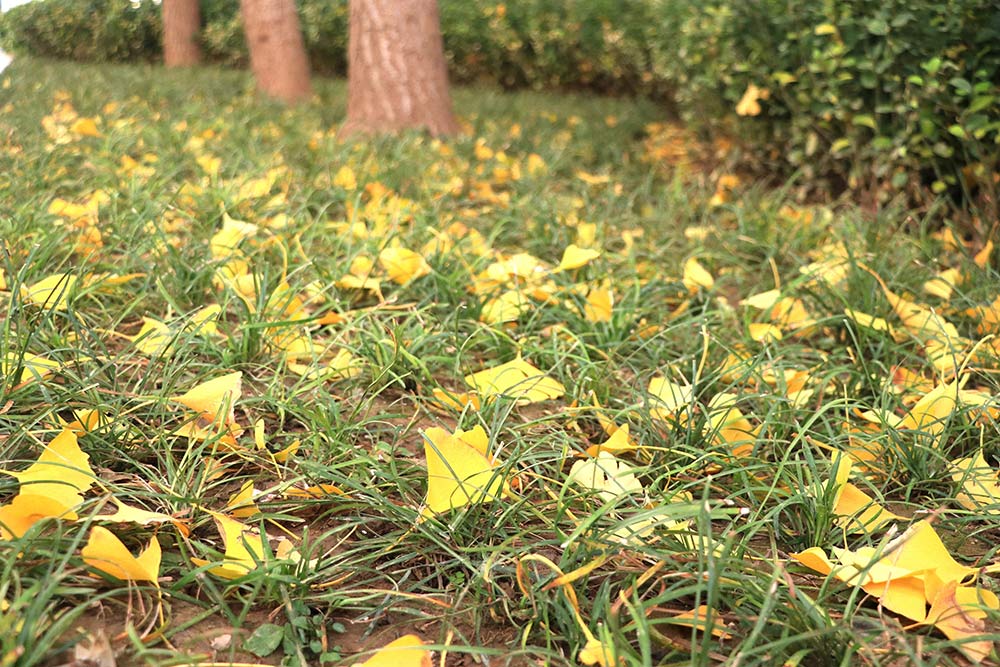 校园温度计丨刻度上的时光与热爱