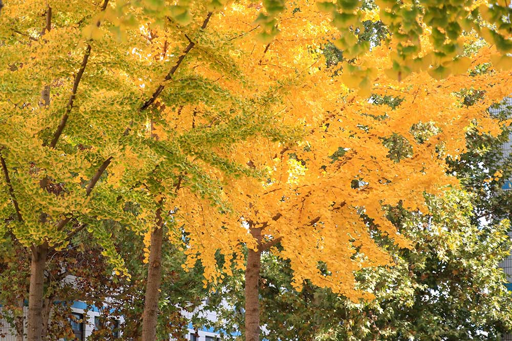 校园温度计丨刻度上的时光与热爱