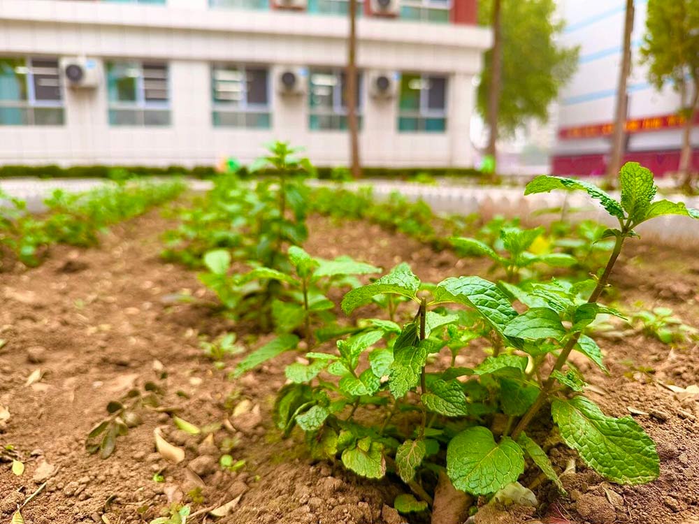 【立小•美育】藏在校园里的美好｜解锁私立一中附属小学的景观密码