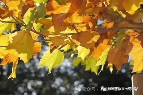 【时光存档】解锁宝贝12个月的快乐图鉴