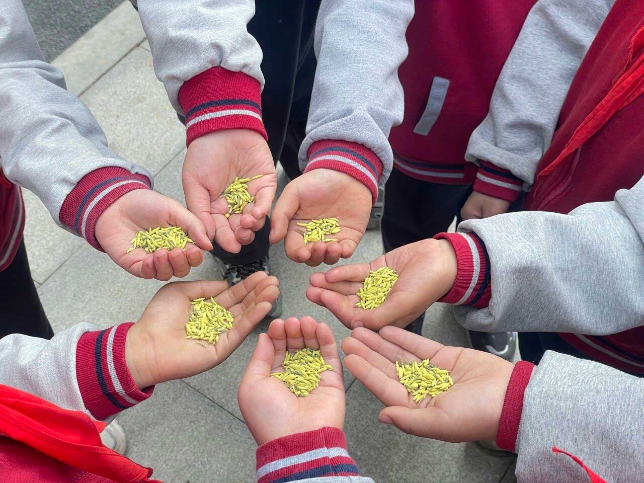 【立小 • 课程】不负春光 为绿充“植”｜立小种植园正式开园啦~