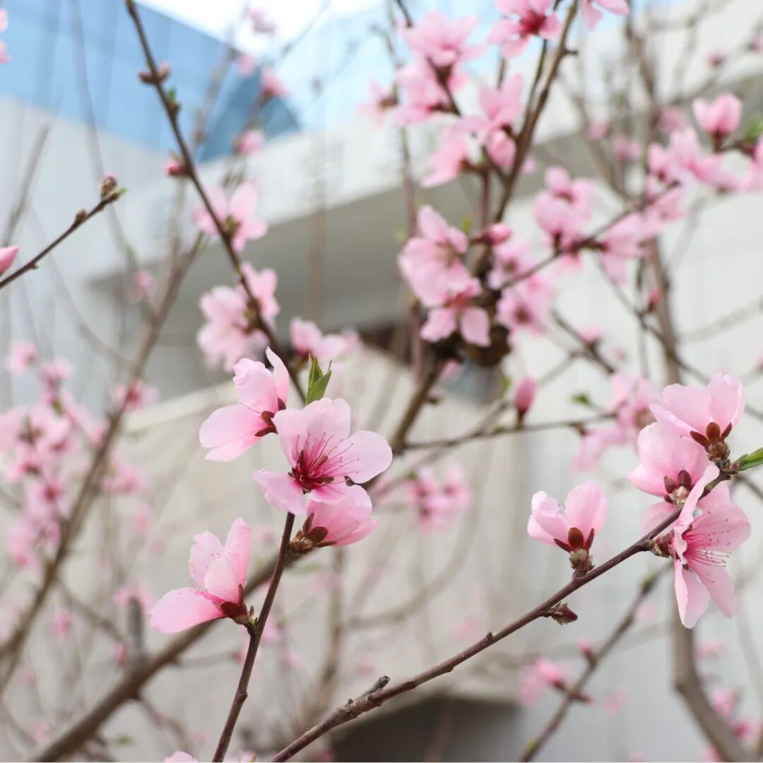 春已至，花已开丨赴一场校园的温柔之约