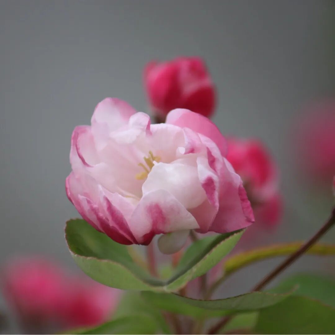 春已至，花已开丨赴一场校园的温柔之约