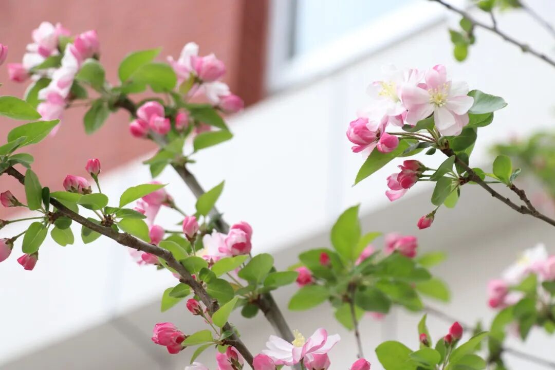 春已至，花已开丨赴一场校园的温柔之约