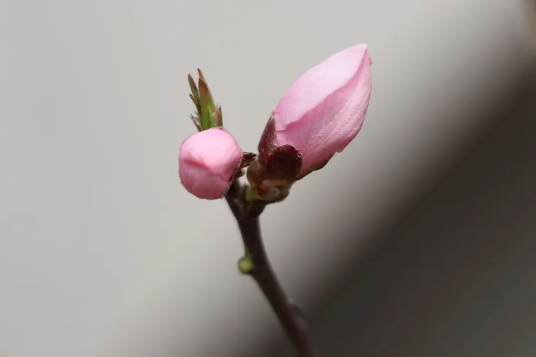 春已至，花已开丨赴一场校园的温柔之约