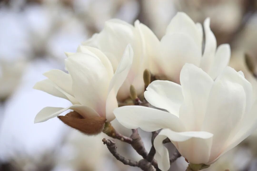 春已至，花已开丨赴一场校园的温柔之约