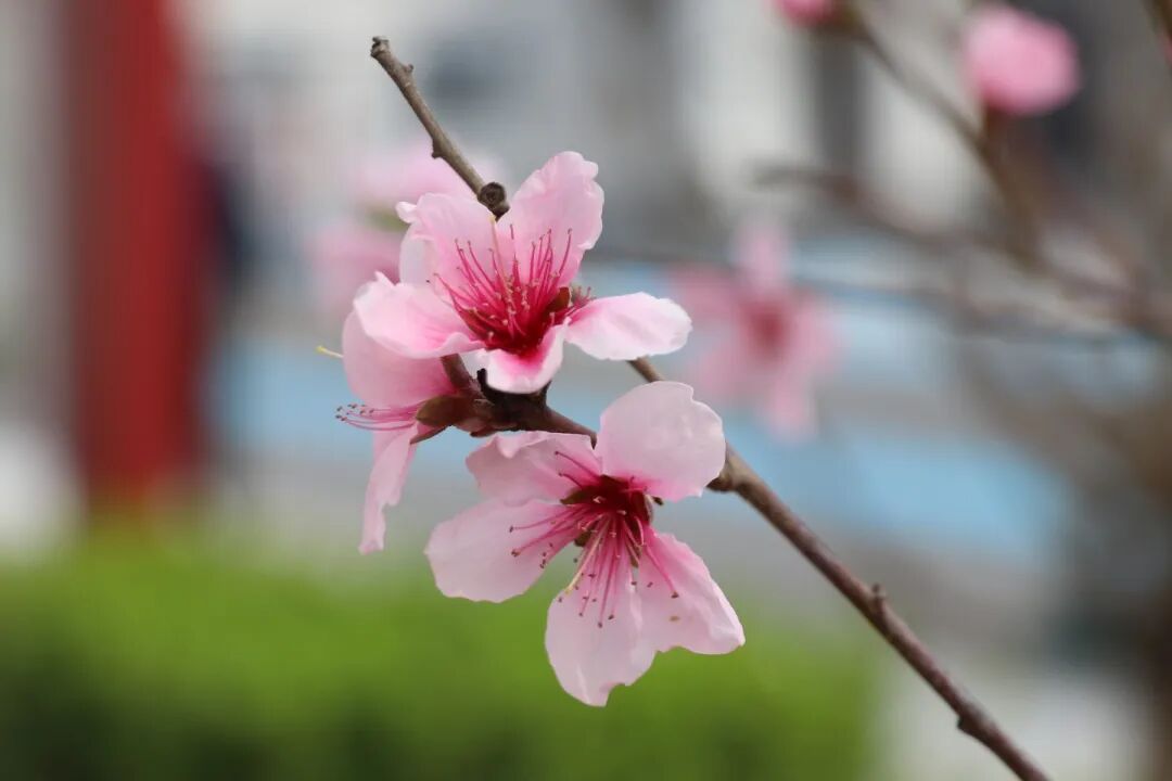春已至，花已开丨赴一场校园的温柔之约