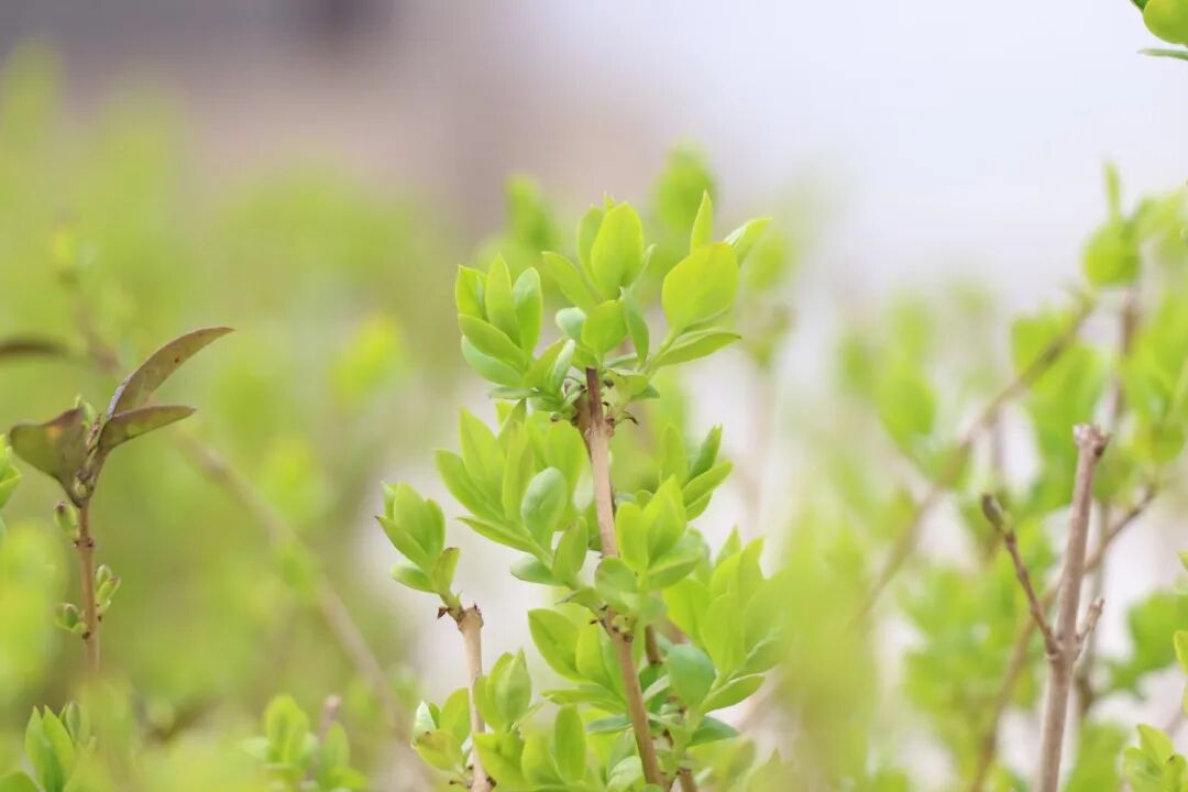 春已至，花已开丨赴一场校园的温柔之约