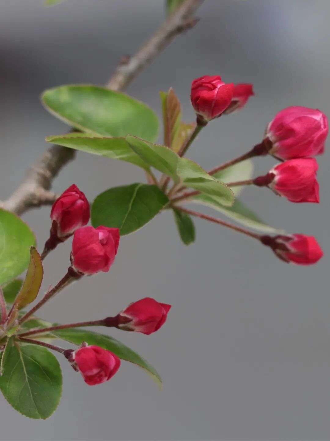 春已至，花已开丨赴一场校园的温柔之约