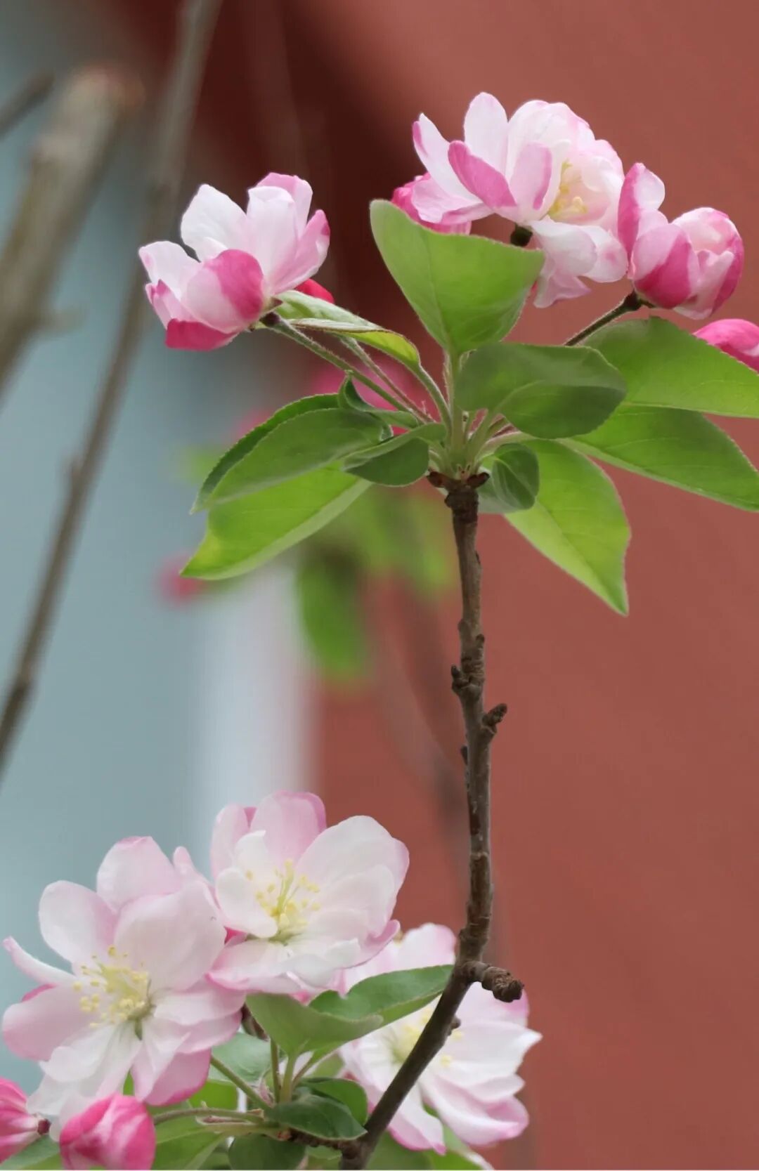 春已至，花已开丨赴一场校园的温柔之约
