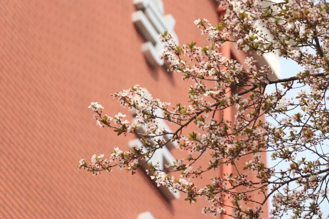 春已至，花已开丨赴一场校园的温柔之约