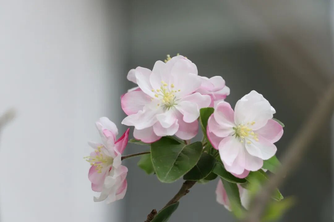 春已至，花已开丨赴一场校园的温柔之约