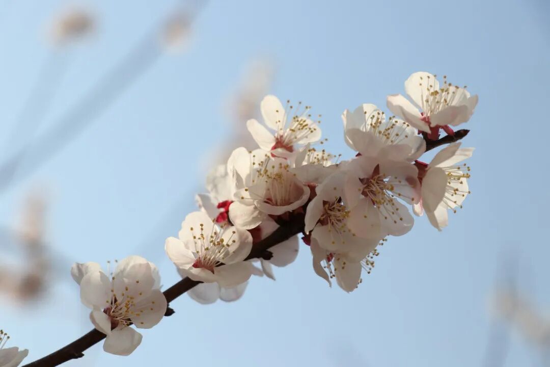 春已至，花已开丨赴一场校园的温柔之约