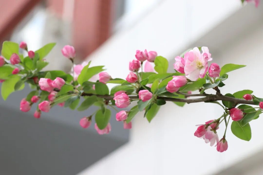 春已至，花已开丨赴一场校园的温柔之约