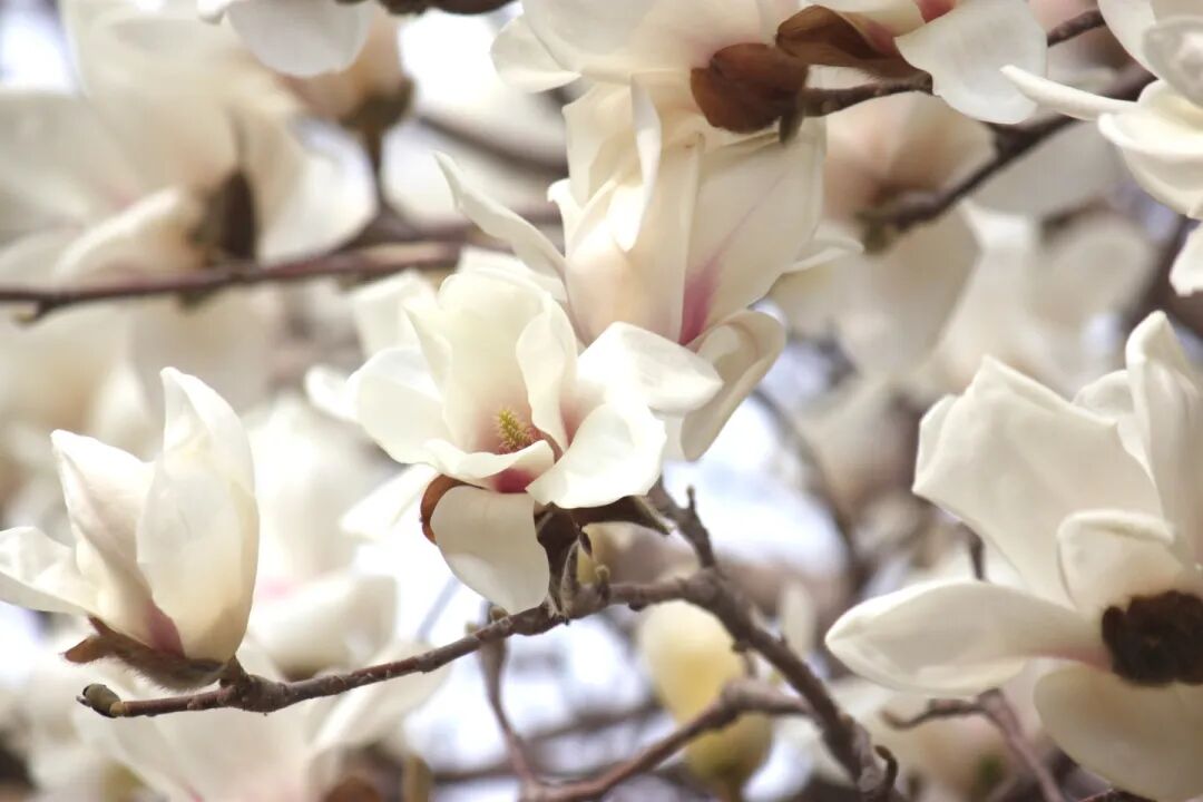 春已至，花已开丨赴一场校园的温柔之约