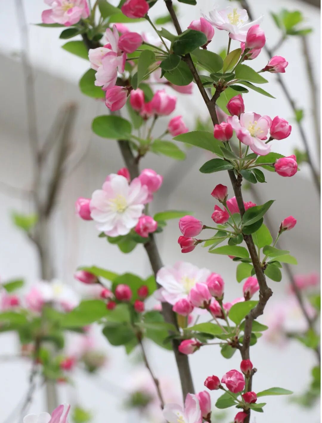 春已至，花已开丨赴一场校园的温柔之约